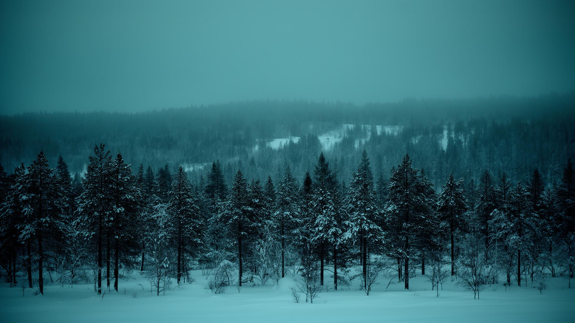 Snowy nordic landscape near Bräcke